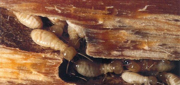 termites